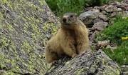 46 Io, marmotta al maxi-zoom, sto sicura sulla cima del macigno !